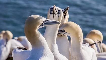 毛泽东or邓小平，究竟是谁发明了成语朝气蓬勃？