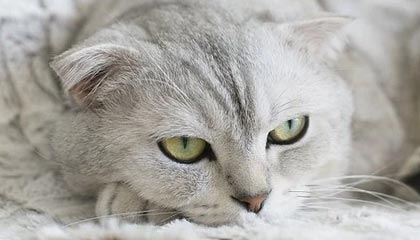 春节究竟是谁发明的？90% 的人都不知道，答案颠覆认知！