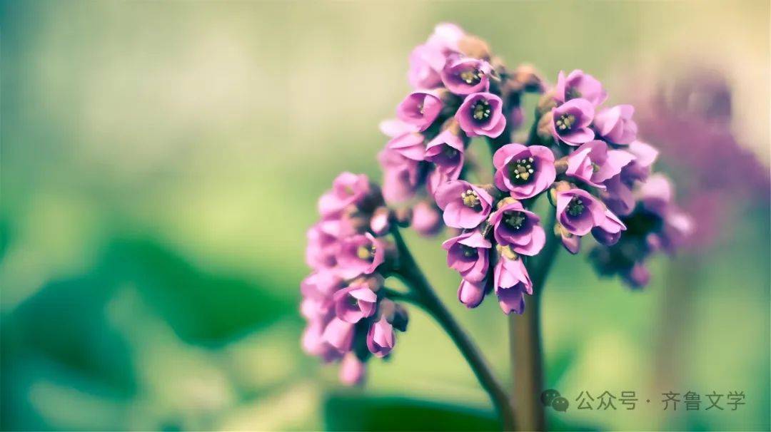 山东作家‖【致敬钢铁战士】■张家琪