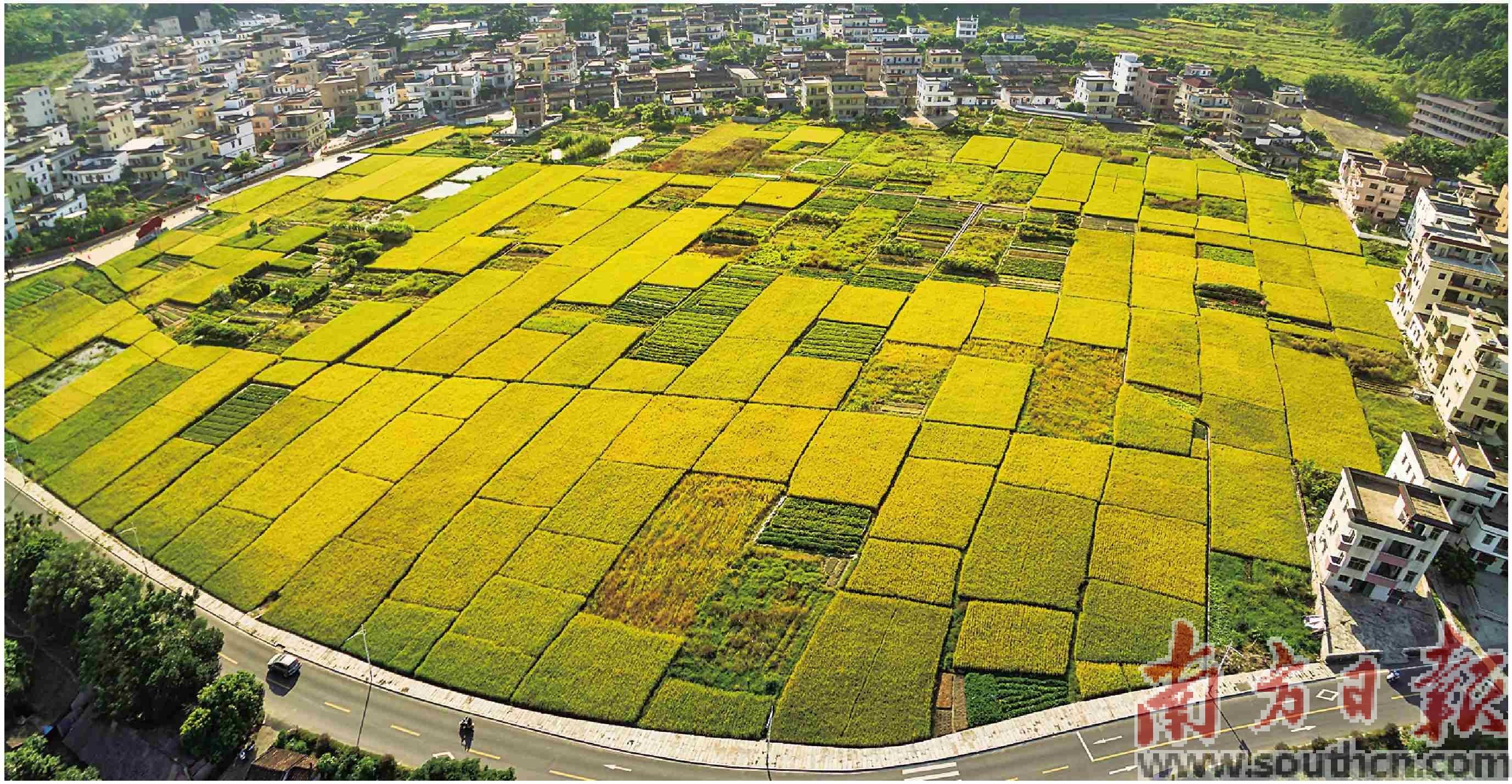 云浮新兴以三产融合赋能高质量发展